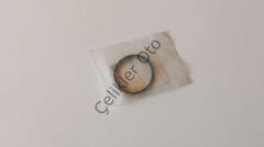 Kelebek Kutu Contası Megane 3 Fluence 1,4 16V 161750001R